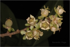 Fahrenheitia zeylanica